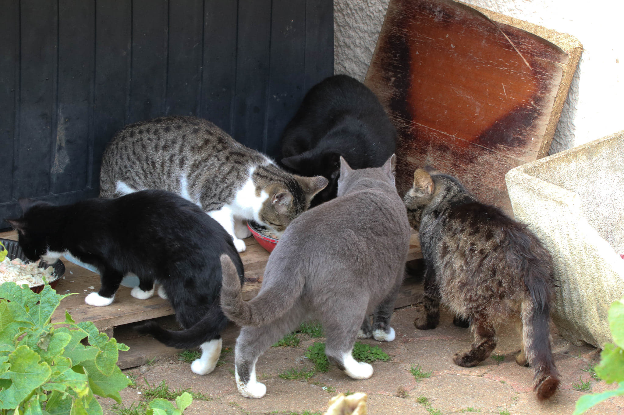 IDENTIFICATION ET STERILISATION DES CHATS ERRANTS Animal Pour La Vie